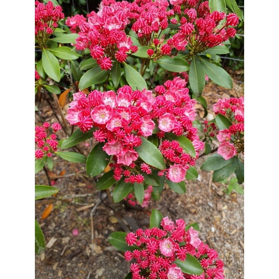 Kalmia latifolia 'Sarah'-Evergreen shrub-Attracts pollinators  3 Gallon