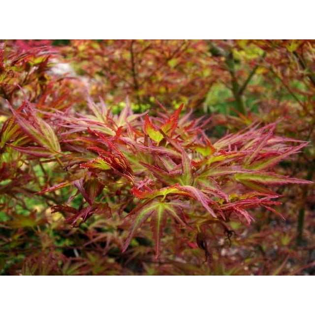 Kamagata Japanese Maple 1 Year Live Tree