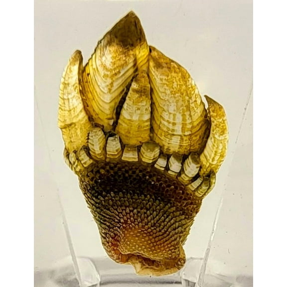Kamenote Japanese Goose Barnacle Encased in 38mm Crystal Clear Lucite Resin Specimen Preserved Small Capitulum Taxidermy Decor Crafts Collection for Biology Science Education & Desk Display Supplies
