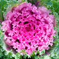 thumbnail image 1 of Kamome Series Flowering Kale Garden Seeds - Pink - 1000 Seeds - Non-GMO Vegetable Gardening Seed - Brassica Oleracea, 1 of 2