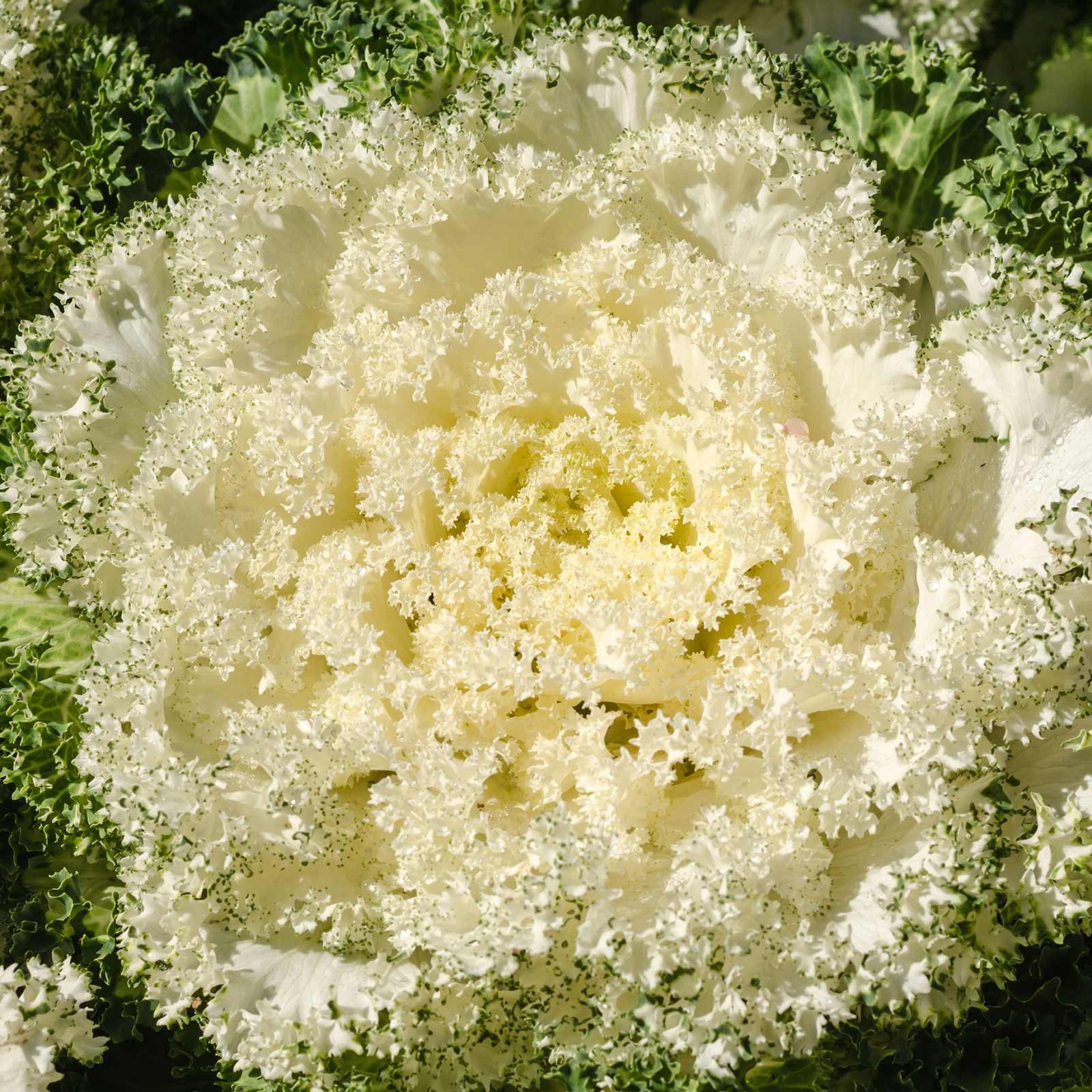 Kamome Series Flowering Kale Garden Seeds - White - 1000 Seeds - Non-GMO Vegetable Gardening Seed - Brassica Oleracea
