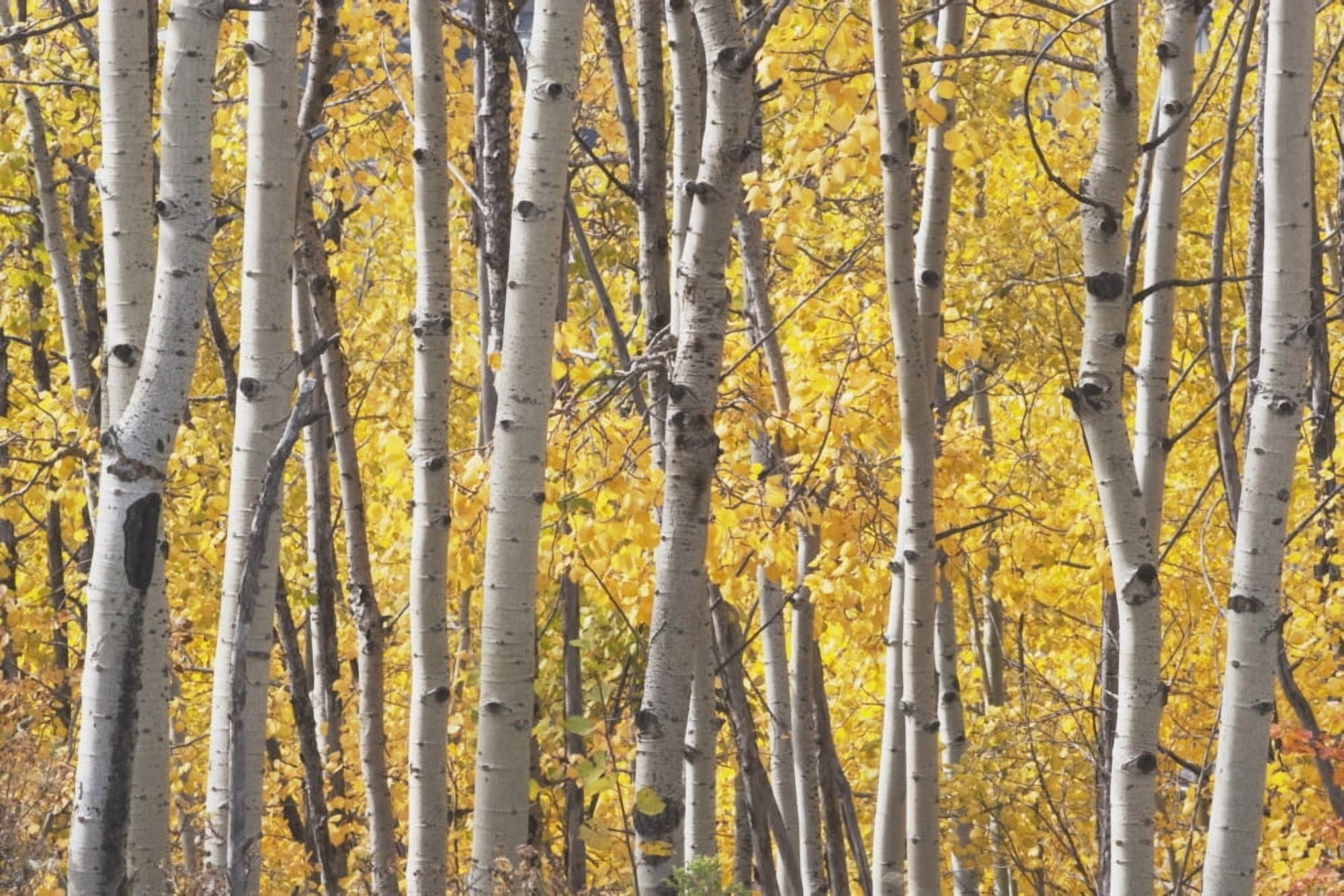 Kananaskis Country Alberta Canada Aspen Trees In Autumn Canvas Art - Michael Interisano Design Pics (19 x 12)