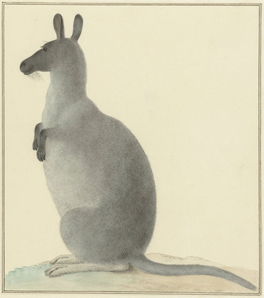 Kangaroo Canvas Art - (24 x 36)