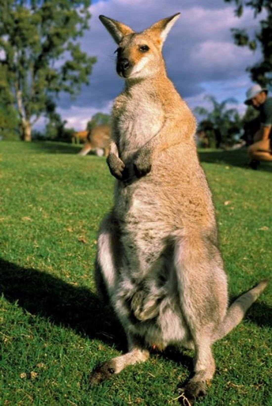 Kangaroo Queensland Australia Canvas Art - Peter Skinner DanitaDelimont (18 x 27)