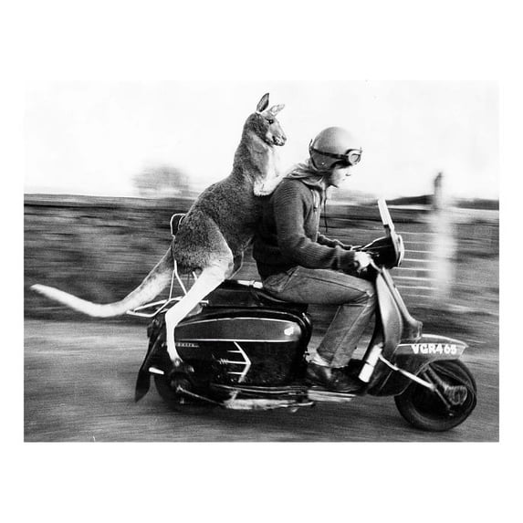 Kangaroo Rides Motorcyle