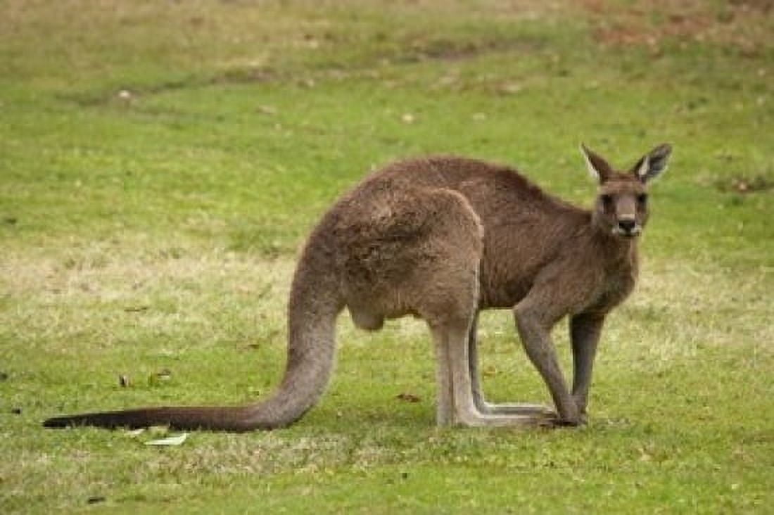 Kangaroo Trial Bay New South Wales Australia Canvas Art - David Wall DanitaDelimont (36 x 24)