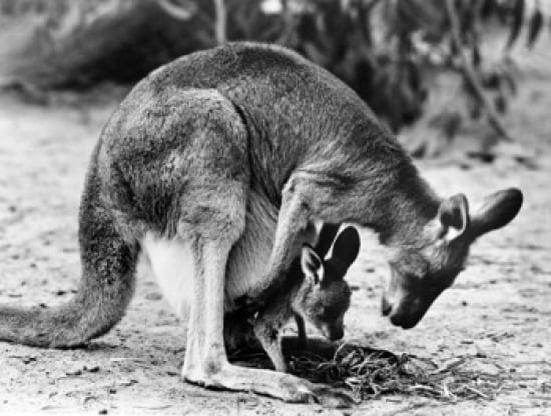 Kangaroo carrying its young one in its pouch Canvas Art - (24 x 36)