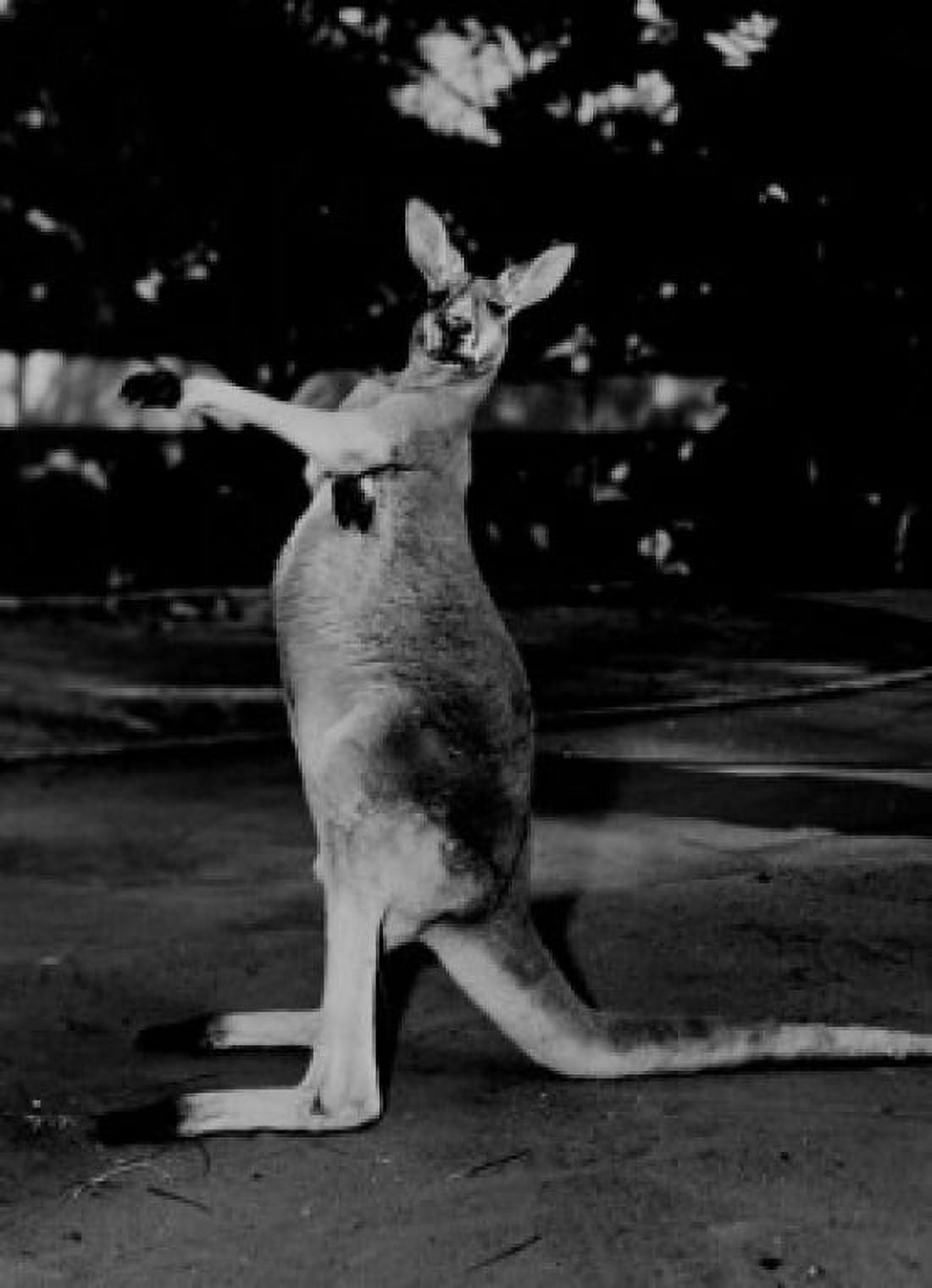 Kangaroo portrait Canvas Art - (18 x 24)