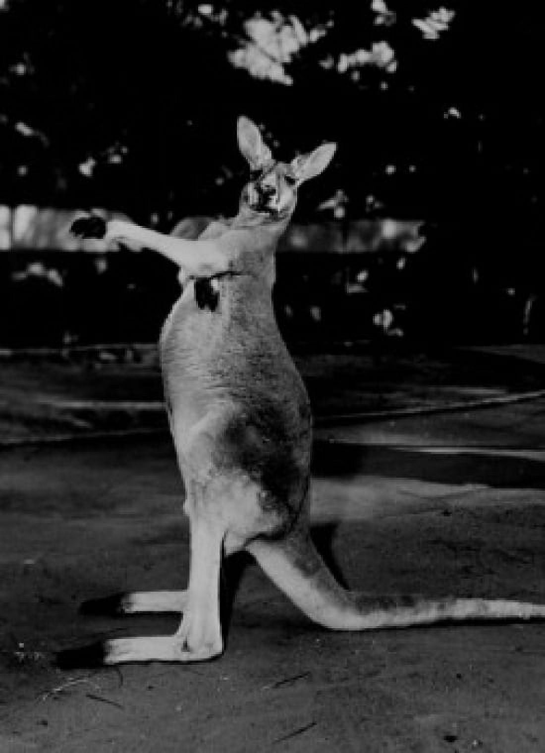 Kangaroo portrait Canvas Art - (24 x 36)