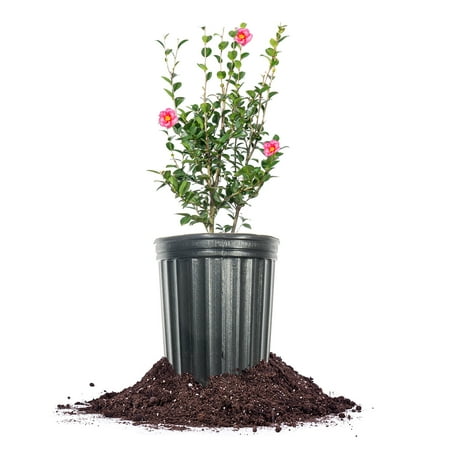 Kanjiro Camellia Shrub