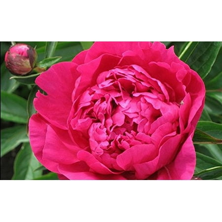 Kansas Bareroot Peony, 2-3 Eye, Great for Spring or Fall Planting! Deer Resistant!