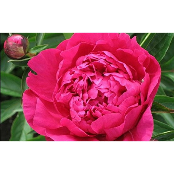 Kansas Bareroot Peony, 2-3 Eye, Great for Spring or Fall Planting! Deer Resistant!