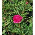 thumbnail image 1 of Kansas Peony, 1 of 2