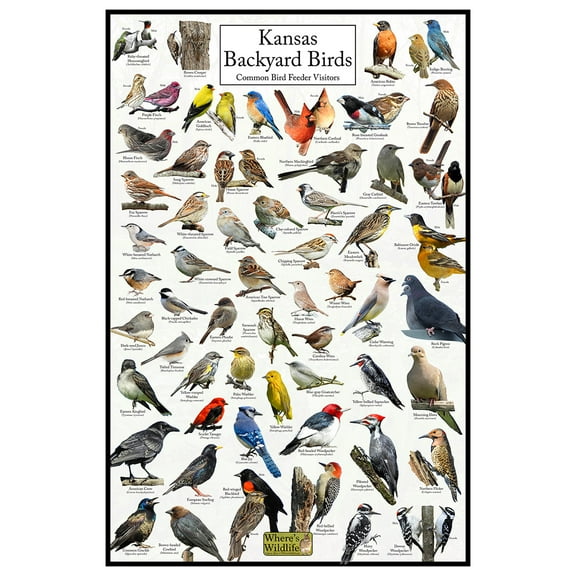Kansas's Backyard Birds Poster - Kansas Bird Chart Highlighting Birds At Your Bird Feeder