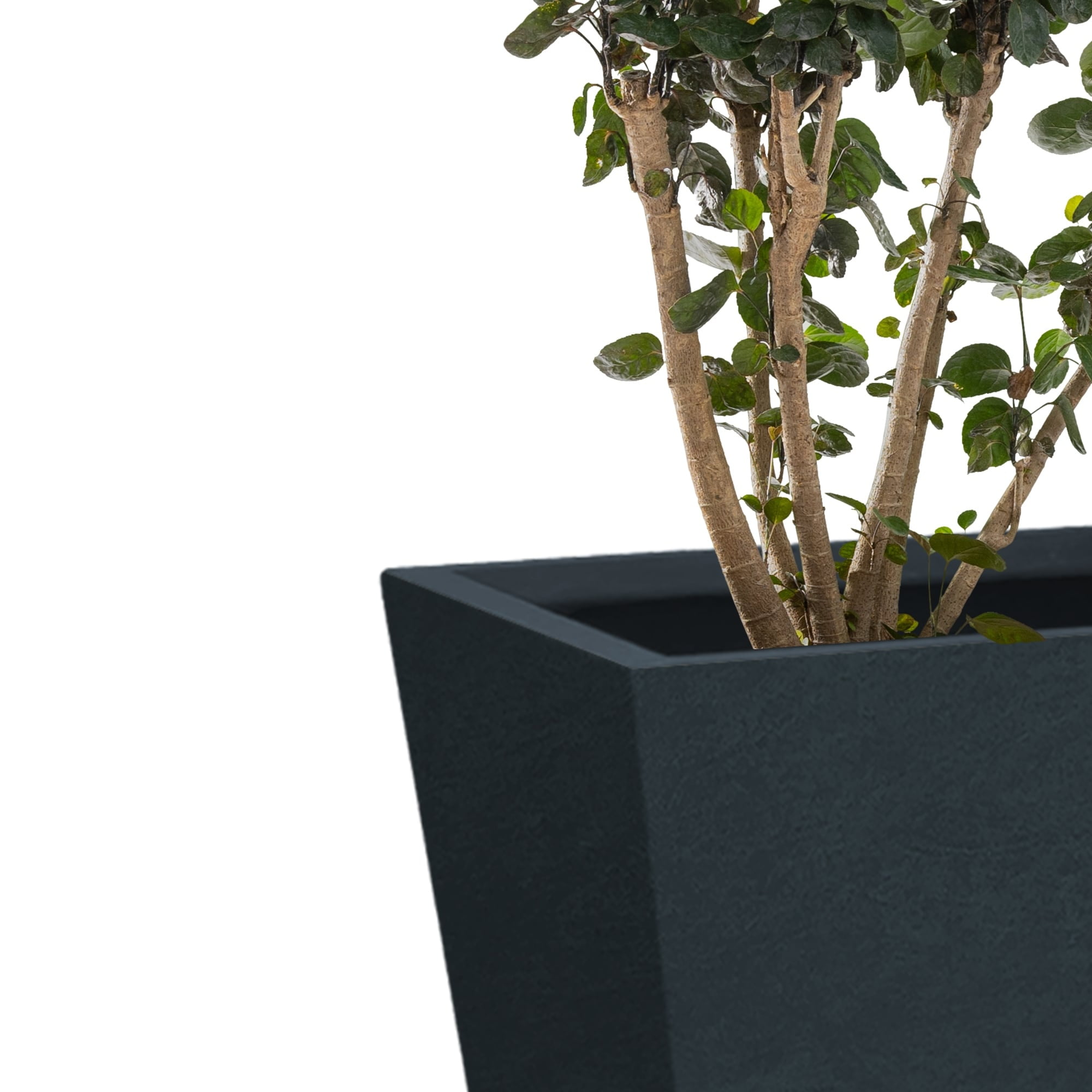 Charcoal Finish Tall Concrete Planter Set with Drainage Holes