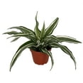 thumbnail image 1 of Kanzi Dragon Tree - Dracaena - 4" Pot, 1 of 2