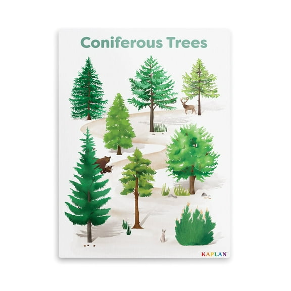 Kaplan Early Learning Company Coniferous Tree Giclee Classroom Wall Print