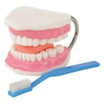 thumbnail image 1 of Kaplan Early Learning Company Healthy Smiles Dental Model, 1 of 6