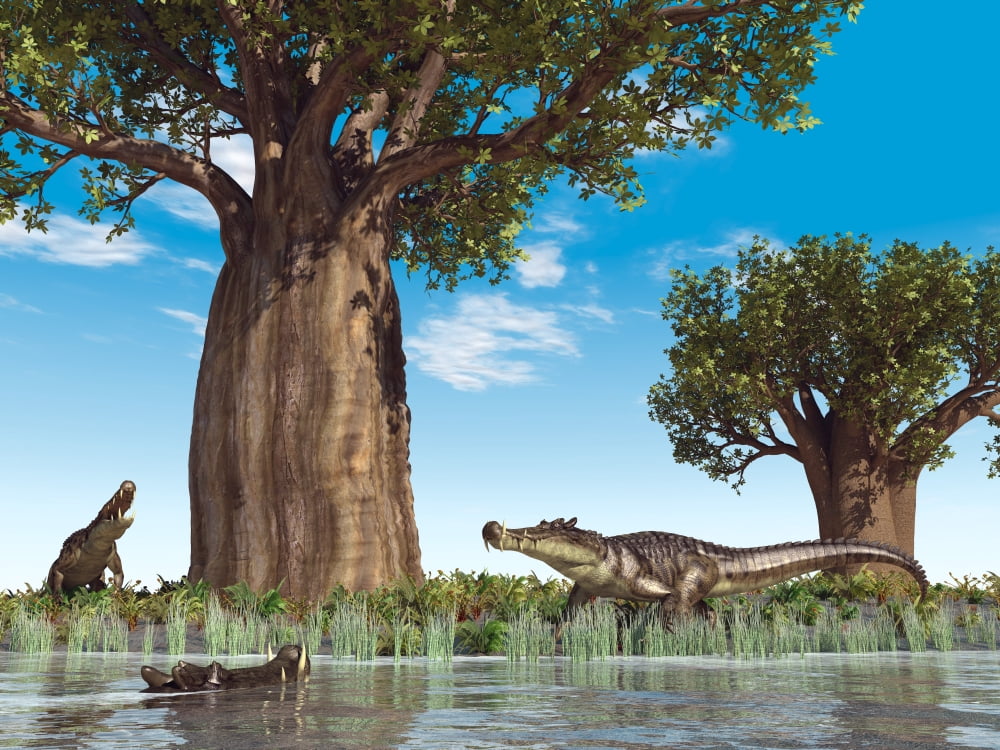 Kaprosuchus crocodyliforms near a baobab tree in a prehistoric landscape Canvas Art - Walter MyersStocktrek Images (17 x 13)
