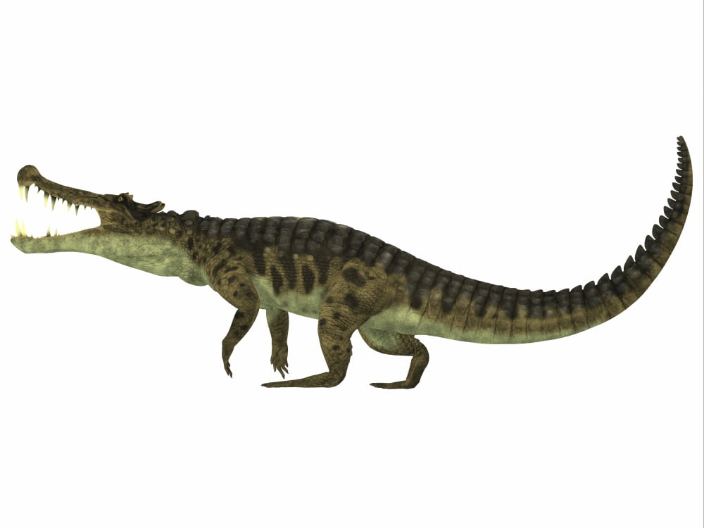 Kaprosuchus is an extinct genus of crocodile Canvas Art - Corey FordStocktrek Images (33 x 25)
