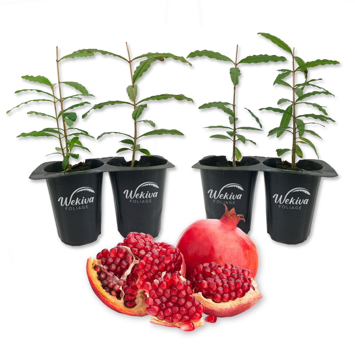 Kara Bala Miursal Pomegranate Tree - 4 Live Starter Plants - Edible Fruit Bearing Tree for The Patio and Garden
