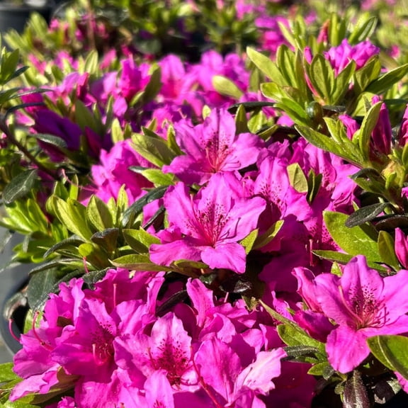 Karen Azalea - Rhododendron 'Karen'