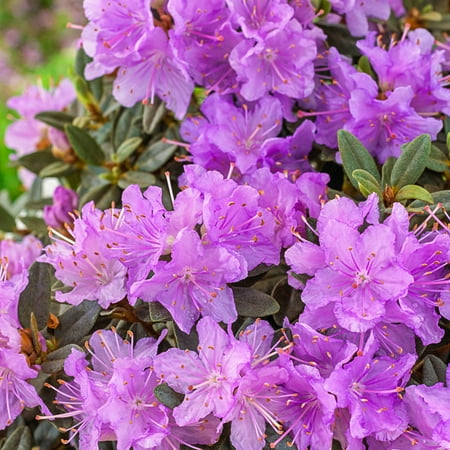 Karen Azalea Broadleaf Evergreen Flowering Shrub, grown in a 2.25 Gallon Pot (1-Pack)