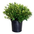 thumbnail image 1 of Karen Azalea, 1 of 9
