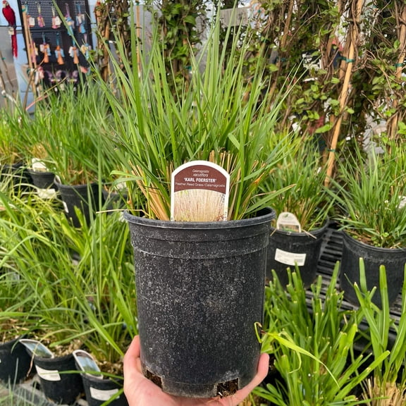 Karl Foerster Calamagrostis (Feather Reed Grass)