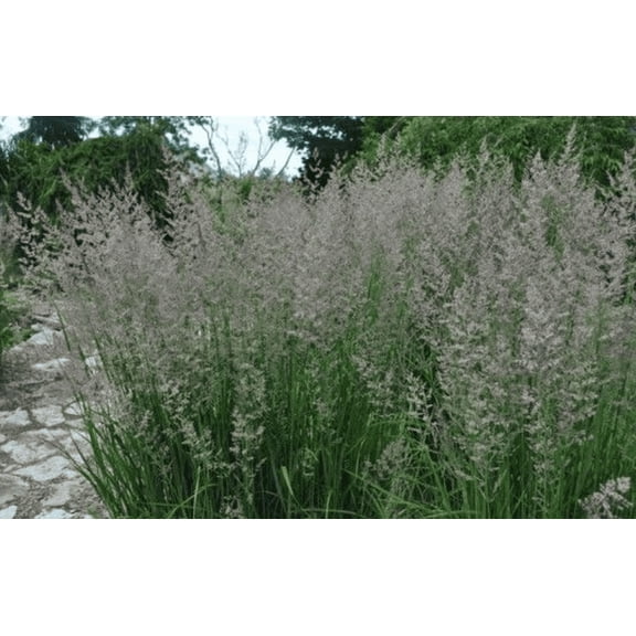 Karl Foerster Feather Reed Grass - Quart Pot - Calamagrostis