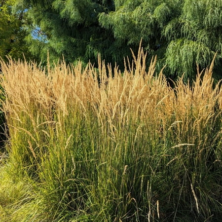 Karl Foerster's Feather Reed Grass - Calamagrostis x acutiflora 'Karl Foerster'