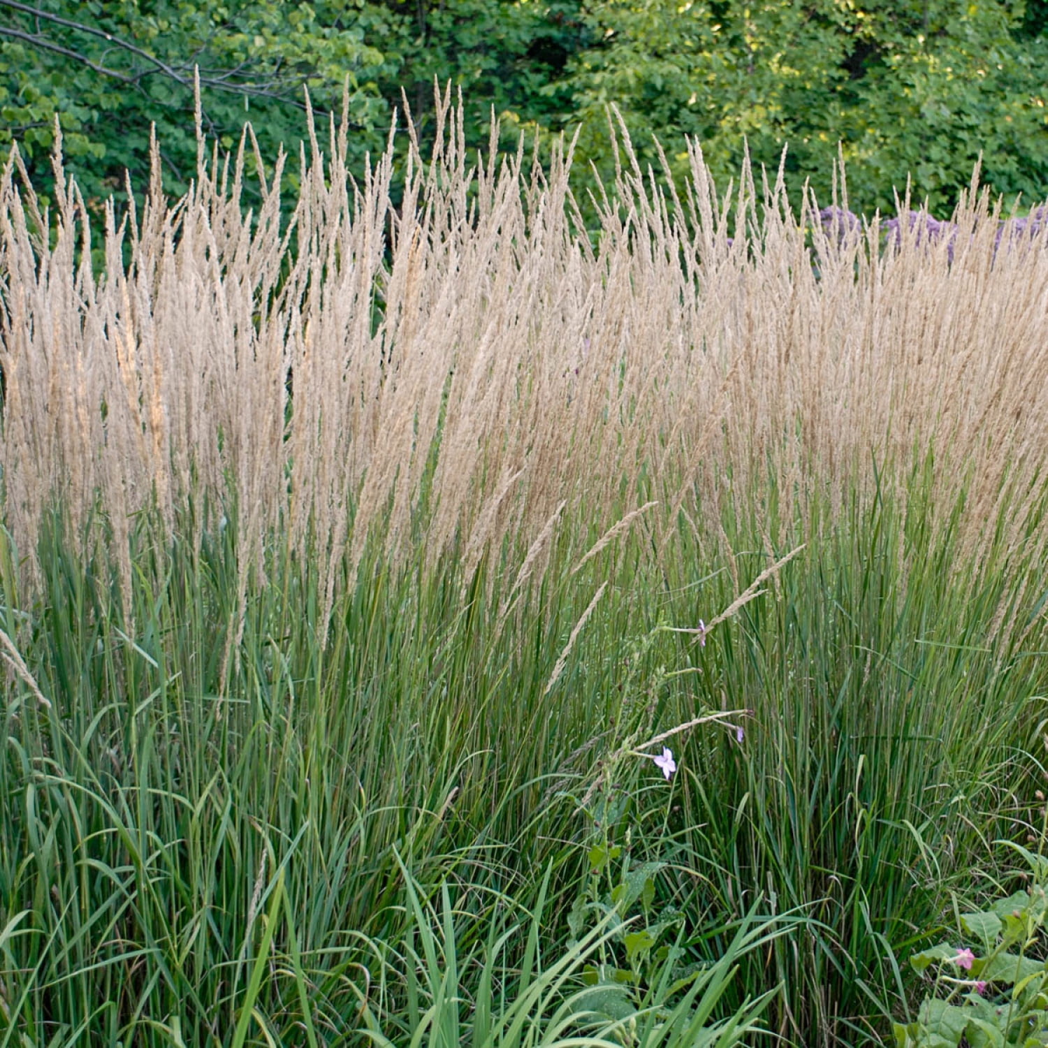 Karl Forester Ornamental Grass Dormant Bare Root Perennial Starter ...