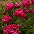 thumbnail image 1 of Karl Rosenfield Double Peony, 1 of 2