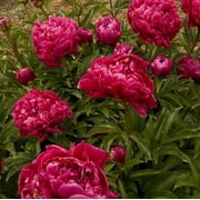 Karl Rosenfield Double Peony