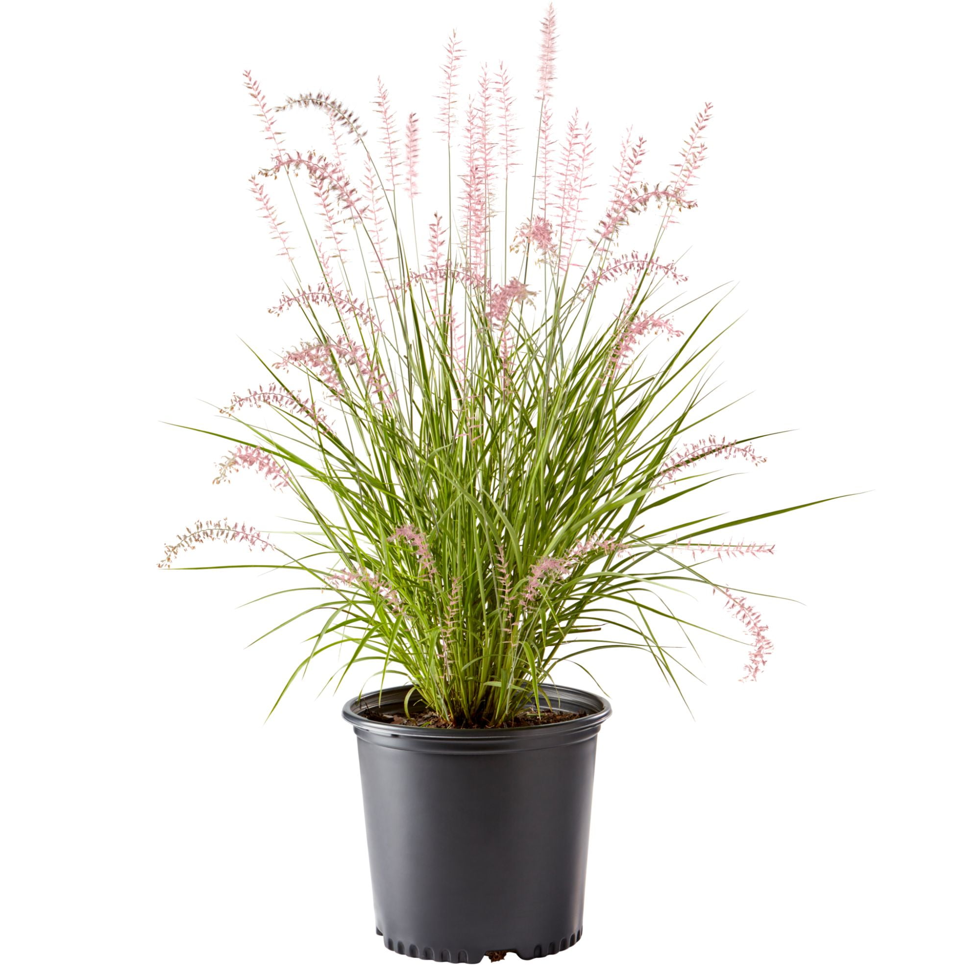 Karley Rose Fountain Grass Live Plant (2.25 Gallon)
