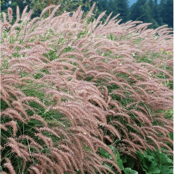 Karly Rose Fountain Grass Live Plant, Pink Pennisetum Ornamental Perennial Grass for Garden & Landscape, Ready to Grow Starter Plant 49 Inch Tall