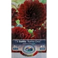 thumbnail image 1 of Karma Chocolate Dahlia 1 Clump - Dark Maroon, 1 of 1