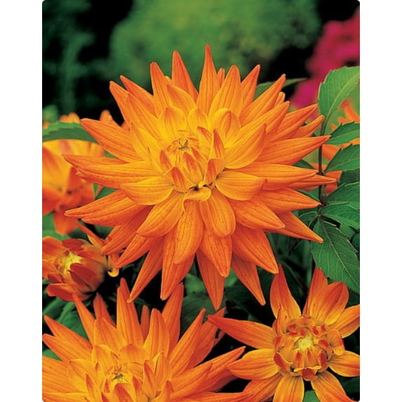 Karma Corona Cactus Dahlia 2 Root Clumps - #1 Top Size