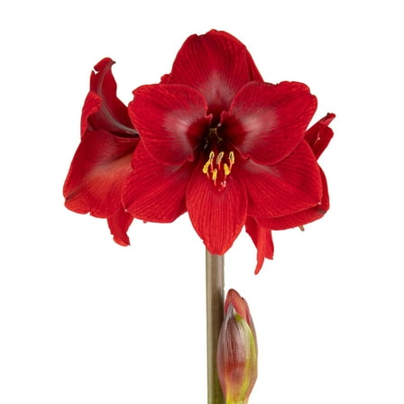 Karoo® Symphony Amaryllis