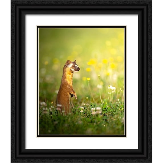 Karthik 20x24 Black Ornate Wood Framed with Double Matting Museum Art Print Titled - The ElusIVe Long Tailed Weasel With Eyes Closed