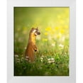 thumbnail image 1 of Karthik 20x24 White Modern Wood Framed Museum Art Print Titled - The ElusIVe Long Tailed Weasel With Eyes Closed, 1 of 4