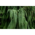 thumbnail image 1 of CZ Grain 30 Kashmir Weeping Cypress Tree Plant Seeds, 1 of 2