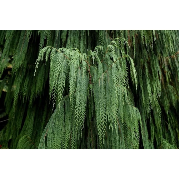 CZ Grain 30 Kashmir Weeping Cypress Tree Plant Seeds