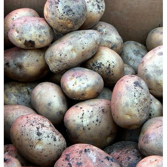 Katahdin Potato - 2 lbs Certified Seed (Tuber)