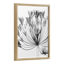 Kate and Laurel Blake Bell Agapanthus X Ray Floral BW Framed Printed Glass Wall Art by The Creative Bunch Studio, 18x24 Natural, Decorative Modern Flower Art Print for Wall