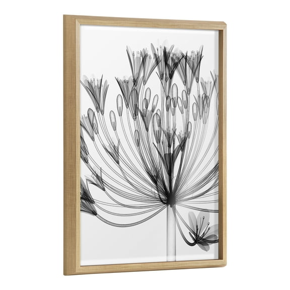 Kate and Laurel Blake Bell Agapanthus X Ray Floral BW Framed Printed Glass Wall Art by The Creative Bunch Studio, 18x24 Natural, Decorative Modern Flower Art Print for Wall
