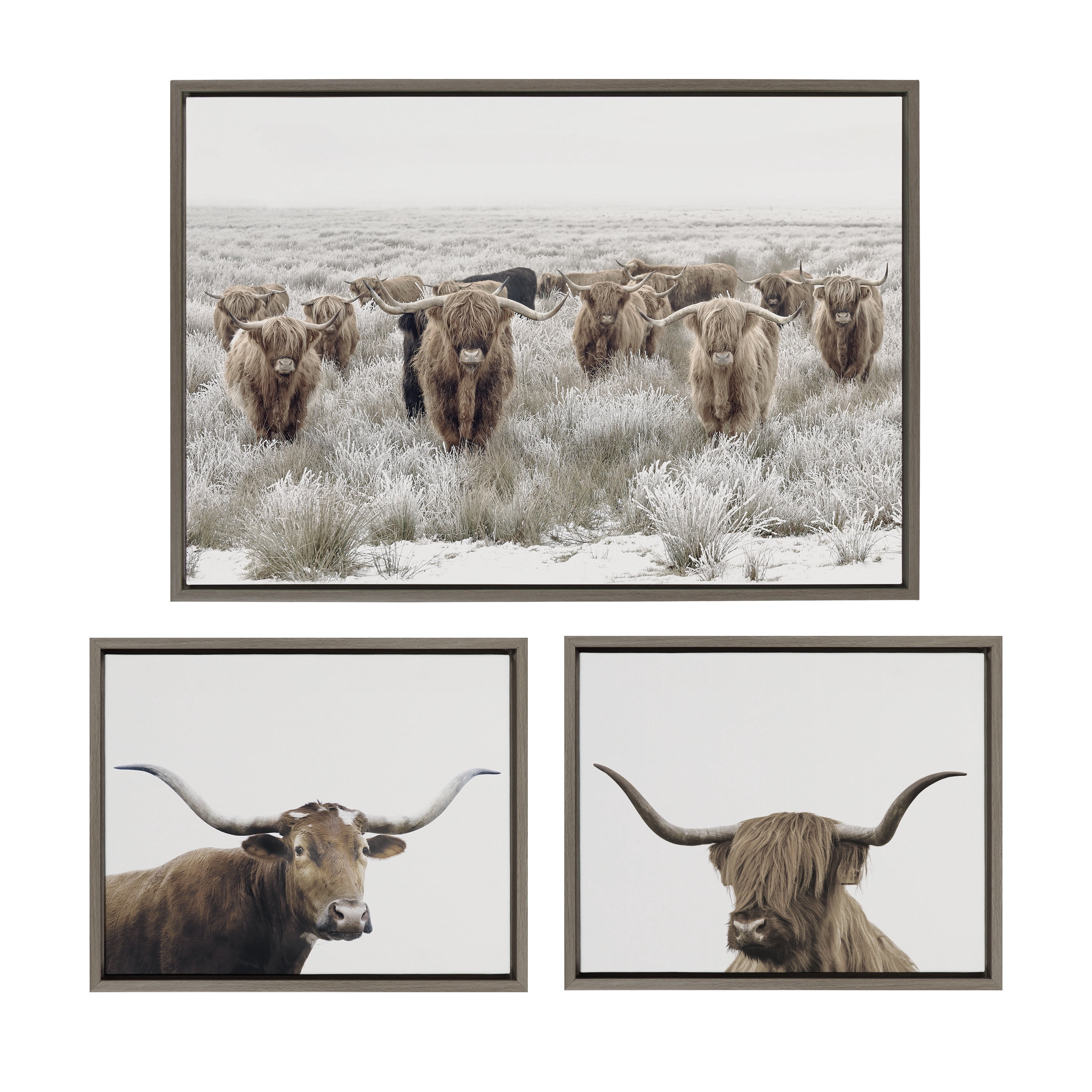 Kate and Laurel Sylvie Texas Longhorn, Highland Cow Portrait Close Crop ...