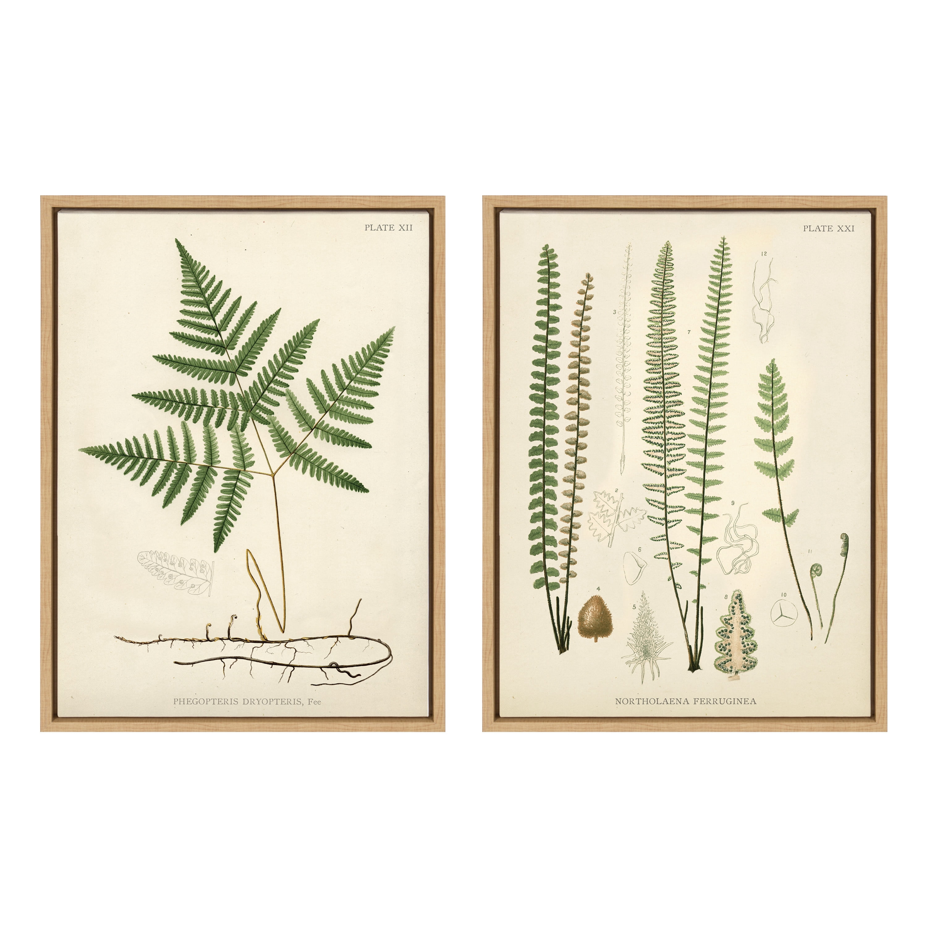 Kate and Laurel Plants Framed Canvas Art Print, 18" x 24", Set of 2, by Corinna Buchholz of Piddix
