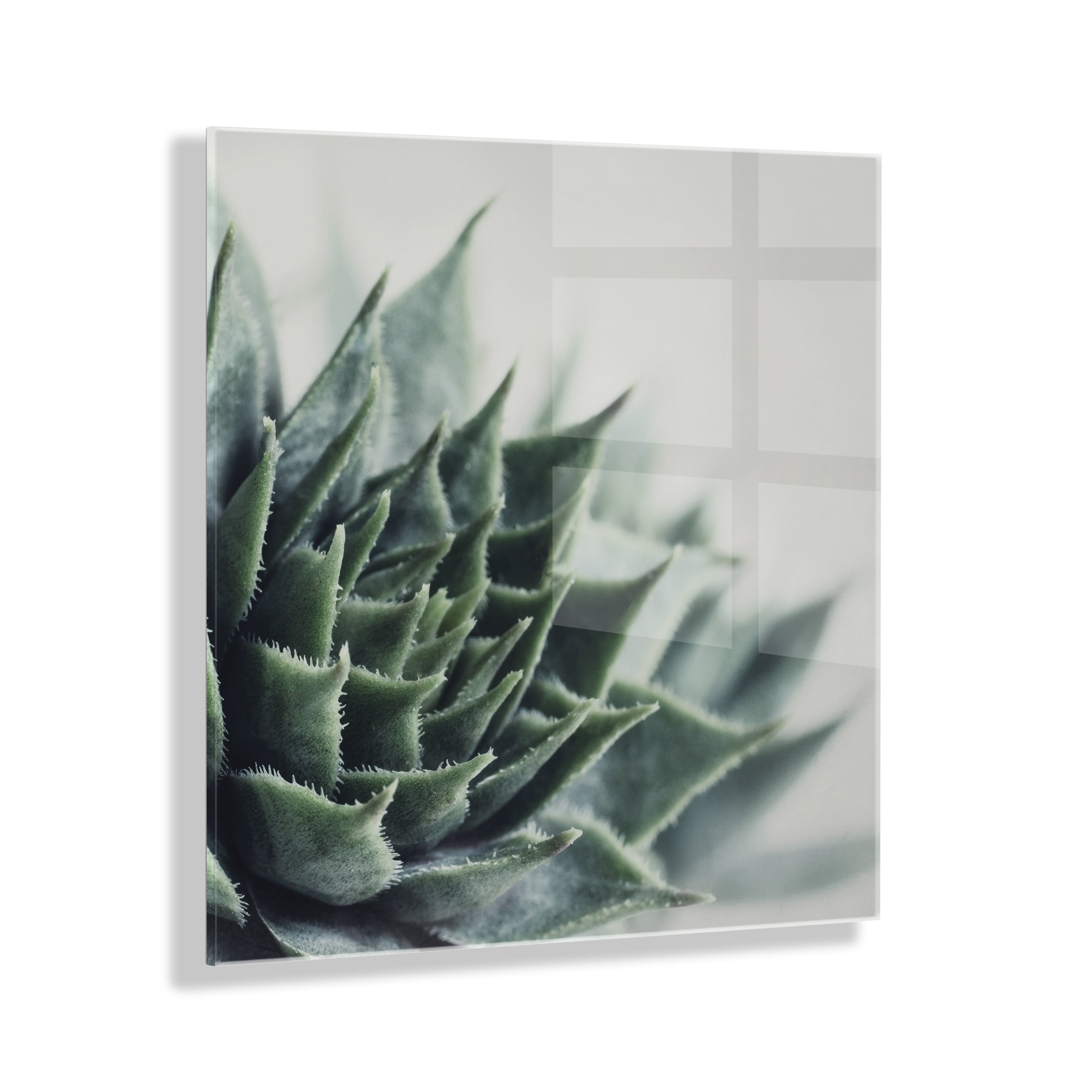 Kate and Laurel Radical Succulent Floating Acrylic Art by Emiko and Mark Franzen of F2Images, 23x23, Decorative Unique Succulent Art for Wall