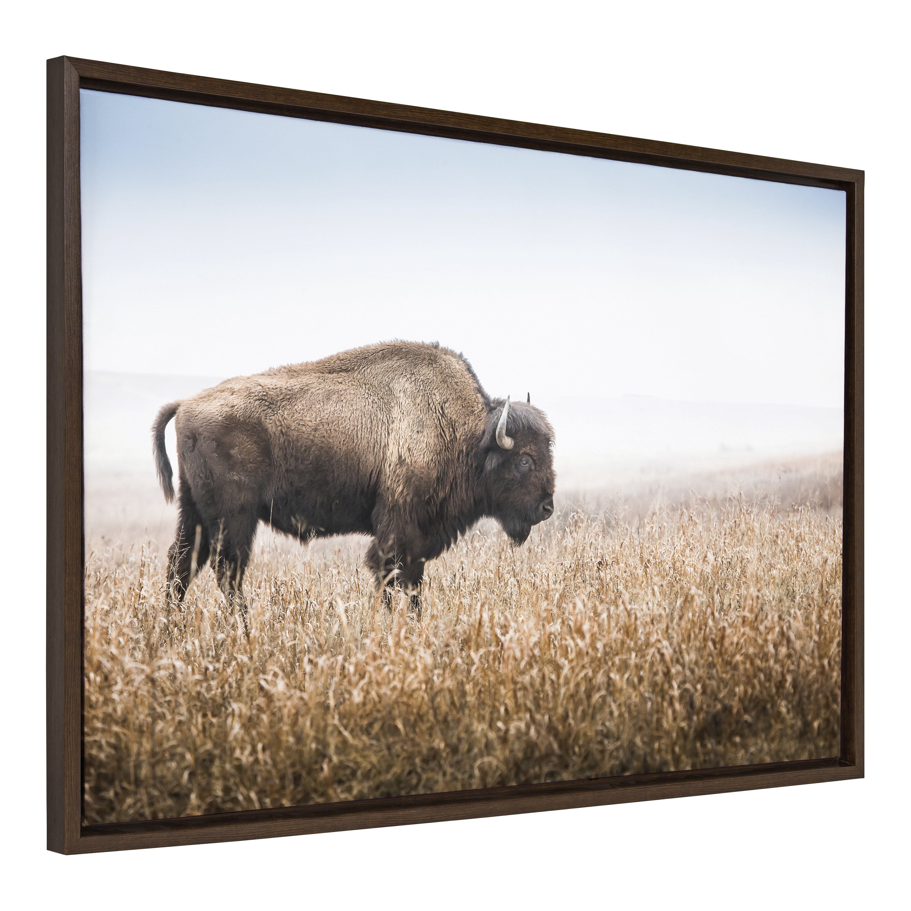 American Bison Buffalo in Prairie Grass Framed Canvas Wall Art